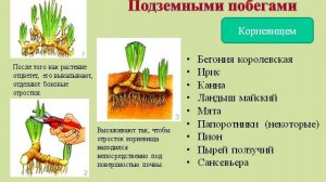 Вегетативное размножение растений.AVI