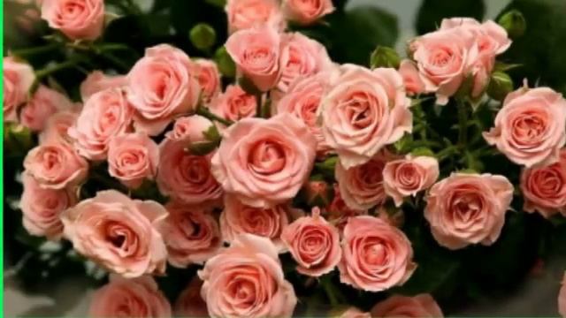 7 лет день рождения поздравления смотреть онлайн