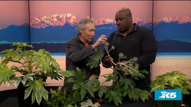Give your winter garden a tropical look with shade-loving fatsia japonica - New Day NW смотреть онлайн