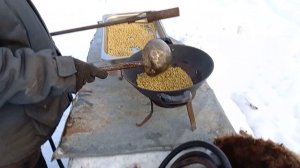 Соя,можно ли кормить сырой?Прошу совета,жизнь на даче