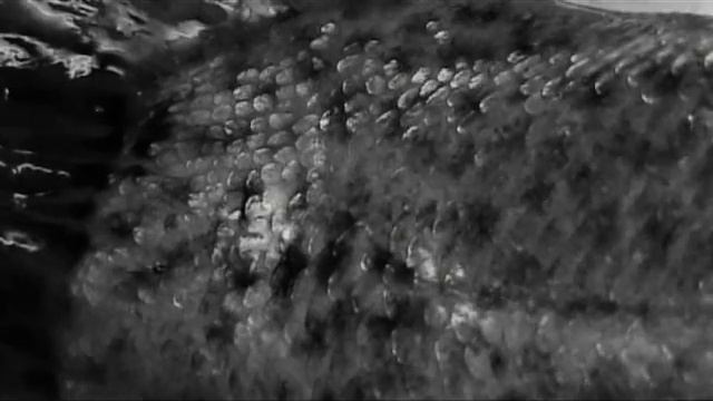 Бродский "Рыбы зимой живут..." смотреть онлайн