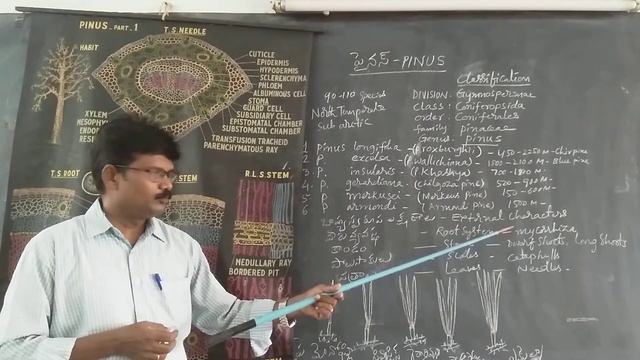 I B.Sc II Sem Botany Topic Pinus Part I смотреть онлайн