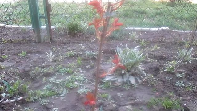 Обрезка роз смотреть онлайн