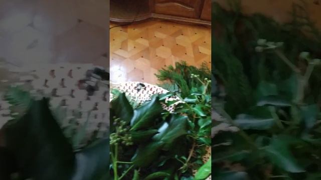Украсить дом живыми растениями к праздникам! ?Что растет в аджарских горах? смотреть онлайн