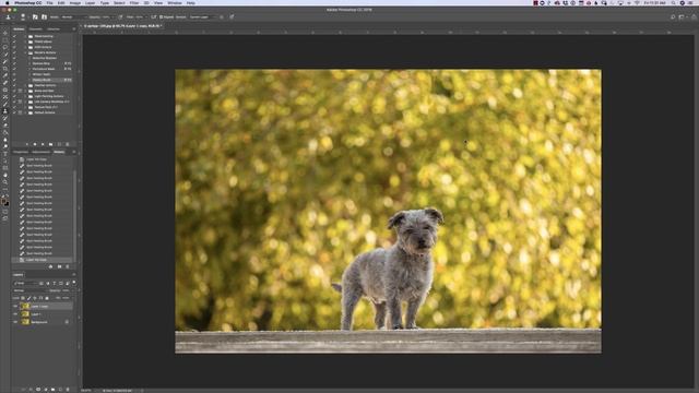 Removing a leash in Photoshop - without leaving a trace! смотреть онлайн