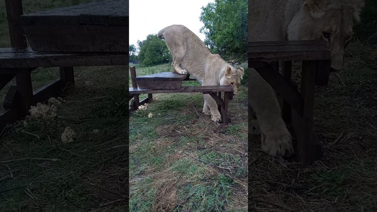 Львица требует продолжения банкета. Lioness wants party non stop смотреть онлайн