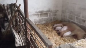 НАЧИНАЕМ КОРМИТЬ  ПОРОСЯТ ПУРИНОЙ С ПЕРВЫХ ДНЕЙ