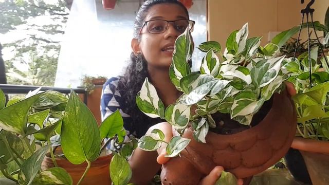 Pothos/money plant/epipremnum aureum varieties and care. смотреть онлайн