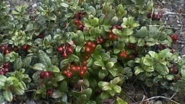 Флора и фауна Колымы смотреть онлайн