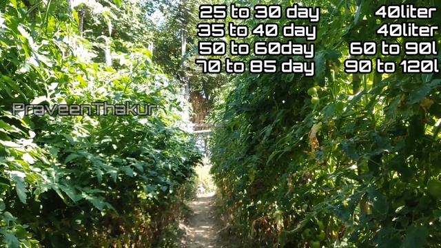 A to z Tamatar Ki Kheti Part 3 | Full Tamatar Ki Kheti | Hybrid Tomato Farming | Praveen Thakur смотреть онлайн