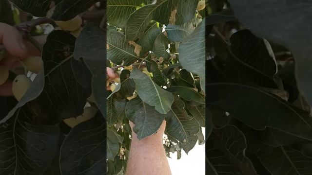 Pistache (Pistacia vera) смотреть онлайн