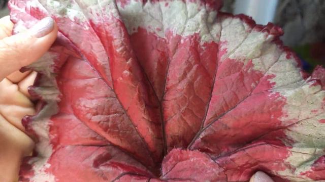 ДОЛГОЖДАННАЯ ПОСЫЛКА🤩🙈👏 смотреть онлайн