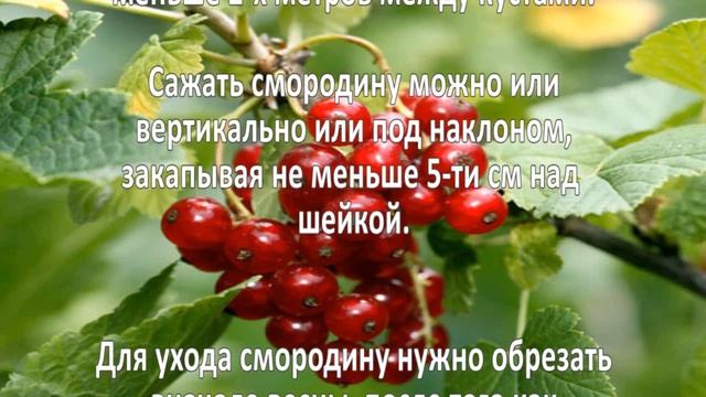 Выращивание смородины. Уход за смородиной смотреть онлайн