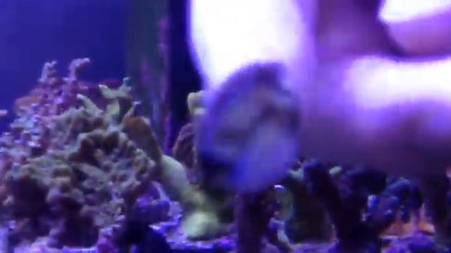 Кто это?  :))    Интернет магазин REEF EXCLUSIVE