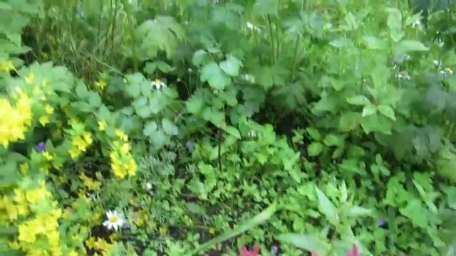 Моя дача. Цветы - 2017 г. смотреть онлайн