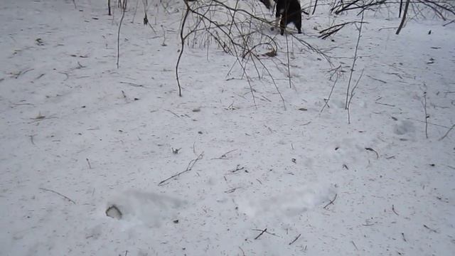 охота на куницу смотреть онлайн