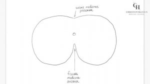 Спинной мозг (строение, ядра, белое и серое вещество) | Анатомия