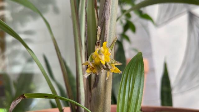 Molineria Flower смотреть онлайн