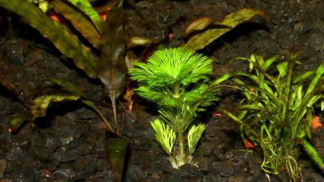 Cabombas: La falsa Ambulia que Puede Confundirte смотреть онлайн