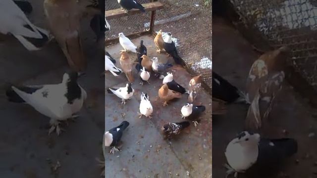 Голуби. Киевские светлые,неженские. смотреть онлайн