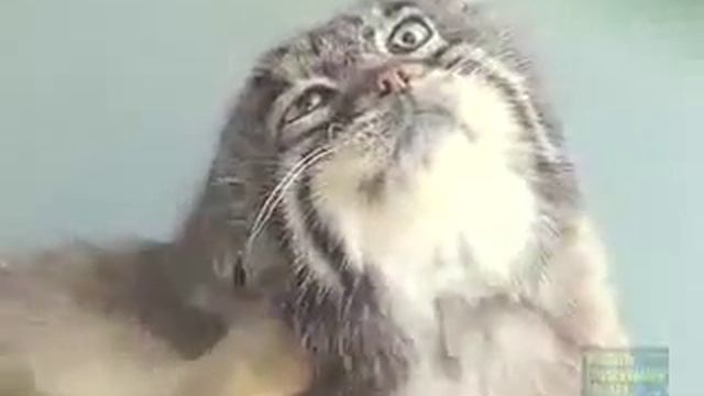 Прикольные животные Кот МАНУЛ смотреть онлайн