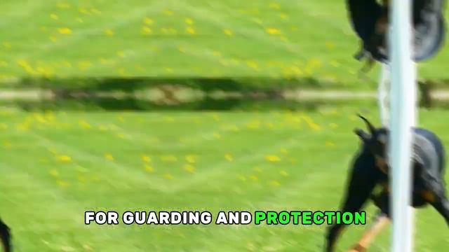 Beware of These 10 Dog Breeds смотреть онлайн