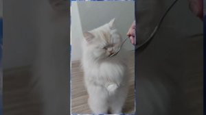 Смешное видео с котиками, подборка приколов