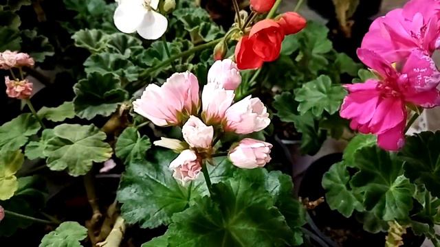 9 декабря. Комнатные цветы на любой вкус. смотреть онлайн