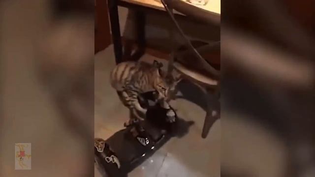 #ЗайцыРулят #17 || Веселые животные смотреть онлайн