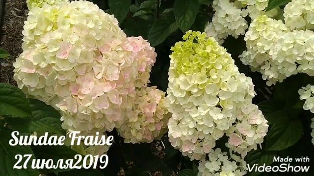 27июля2019 Цветение спустя 2недели Карликовой Метельчатой Гортензии Sundae Fraise?✌️? смотреть онлайн