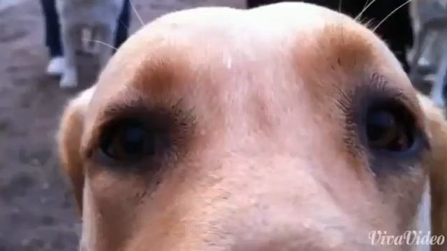 Наша гордость!Дрессировка собак-это очень интересно! смотреть онлайн