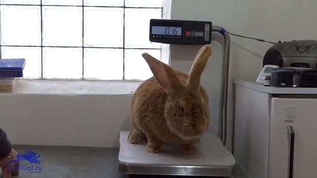 Какого веса достигают кролики ризен, фландр. Самая крупная порода кроликов в мире смотреть онлайн