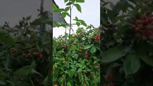 Ежевика Логанберри. Аргентина 2021 #shorts смотреть онлайн