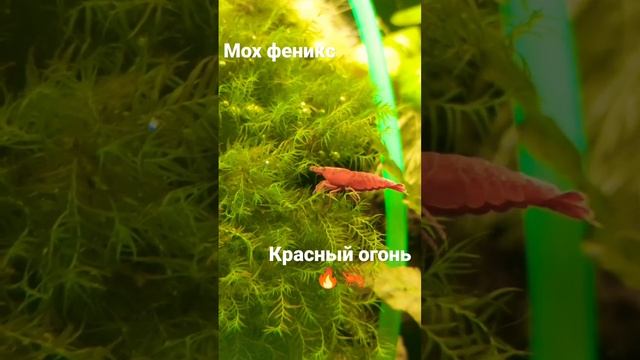мох феникс, креветка красный огонь. смотреть онлайн