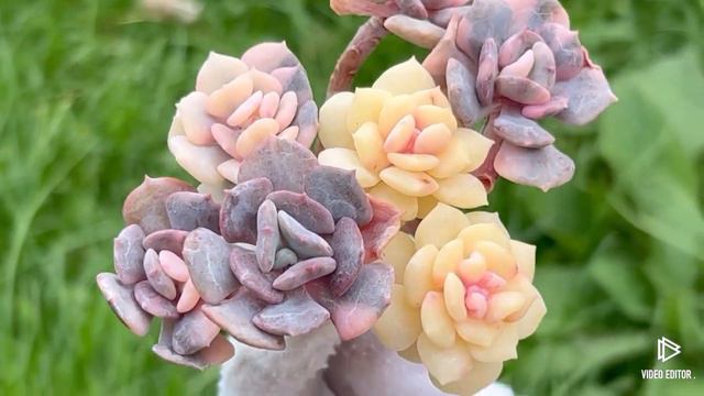 Echeveria Cubic Frost Variegated смотреть онлайн
