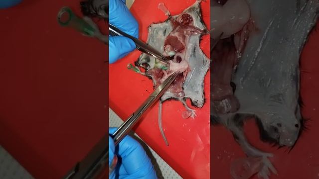 Female Mice Adipose Tissue Dissection Part 1 смотреть онлайн