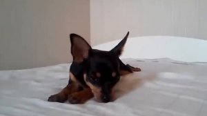 Чем лучше кормить той терьера? - ВОТ ОТВЕТ!