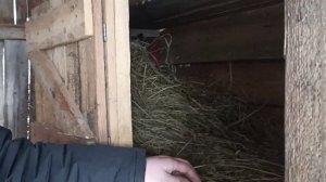 Свиной комбикорм для кроликов! [Какой корм лучше?]