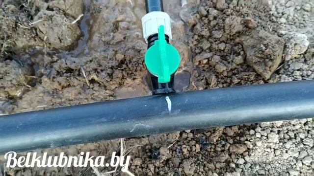 Заканчиваю подготовку маточника к высадке. Кабрилло, Мальга, Альбион, Азия, Альба. Belklubnika.by смотреть онлайн