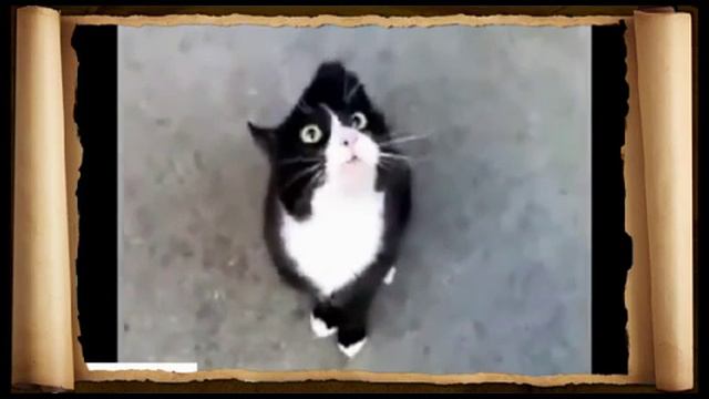 Кошки на приколе 4 смотреть онлайн