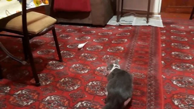 Кот нападает на попугая! ? смотреть онлайн