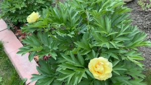 Ито пионы Barzella Бартзелла, Hillary Хиллари, Canary Brilliant Канари Бриллиантс, First Arrival