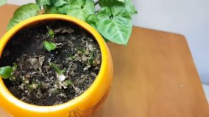 Сингониум размножение