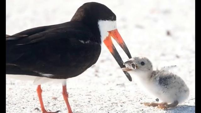 Загрязнение Окружающей Среды Грядёт Мусорная катастрофа!!! смотреть онлайн