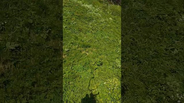 Спуск на старой канатке. Домбай. смотреть онлайн