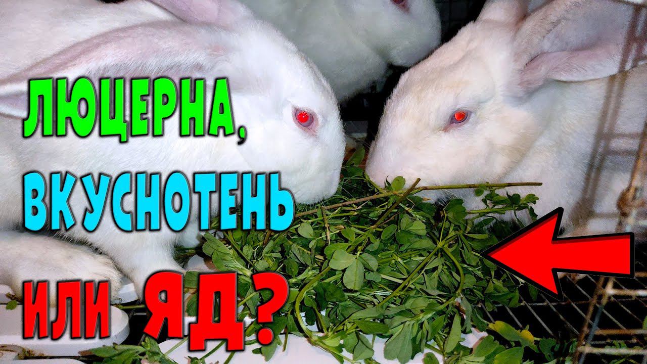 Люцерна, польза или вред смотреть онлайн