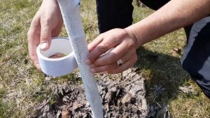 Сражаемся с муравьями и насекомыми. Липкая лента для деревьев.