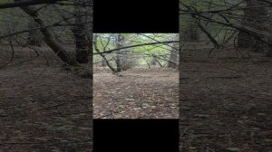 лес мортал комбат