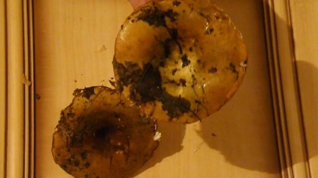 Съедобные грибы- сыроежка светло-желтая.AVI смотреть онлайн