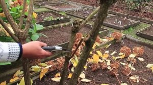 ОБРЕЗКА метельчатой гортензии ФАНТОМ -2022 год